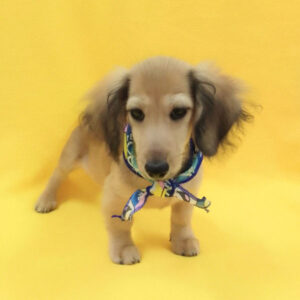 Alternative view of ミニチュア・ダックスフンド(ロングヘアード)