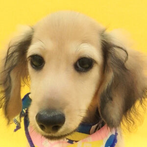 ミニチュア・ダックスフンド(ロングヘアード)