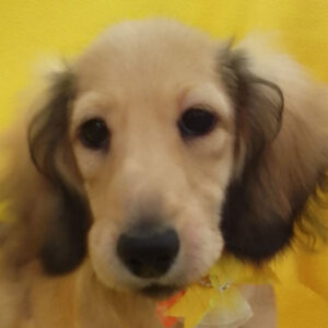 ミニチュア・ダックスフンド(ロングヘアード)