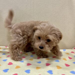 ミックス犬 - 画像 (3)