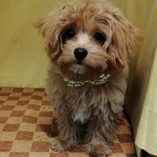 ミックス犬 - 画像 (3)