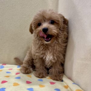 Alternative view of ミックス犬