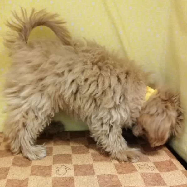 ミックス犬 - 画像 (4)