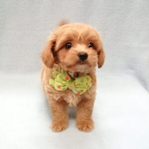 Alternative view of ミックス犬