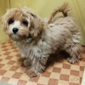 Alternative view of ミックス犬