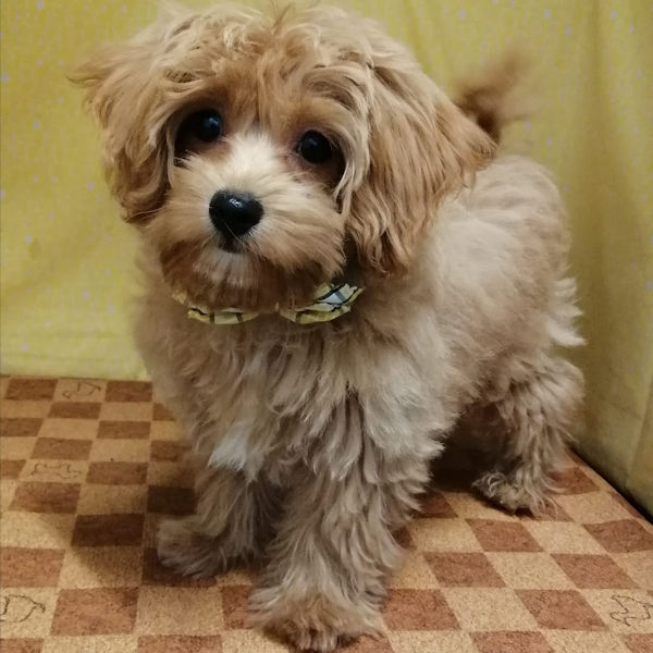 ミックス犬 - 画像 (5)