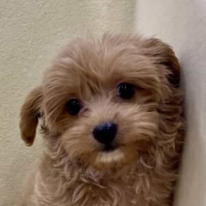 ミックス犬
