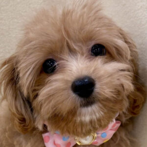 ミックス犬