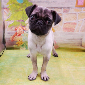 Alternative view of パグ