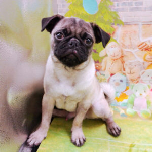 Alternative view of パグ