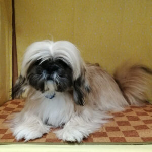 Alternative view of ミックス犬