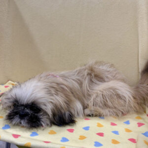 Alternative view of ミックス犬