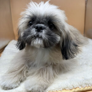 Alternative view of ミックス犬