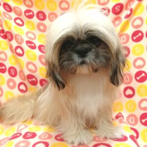 Alternative view of ミックス犬