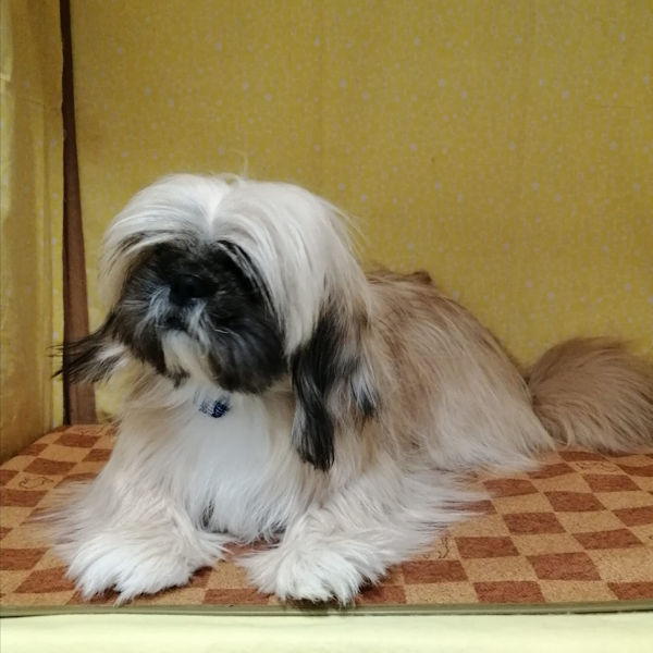 ミックス犬 - 画像 (3)