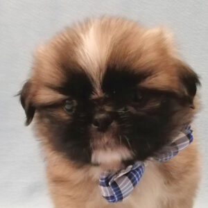ミックス犬