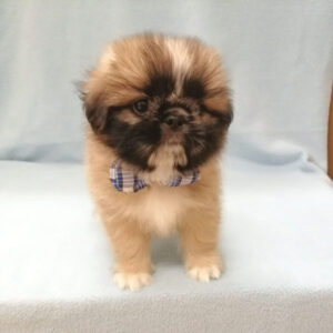 Alternative view of ミックス犬