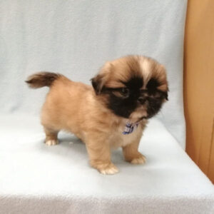 Alternative view of ミックス犬