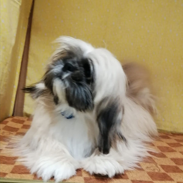 ミックス犬 - 画像 (5)