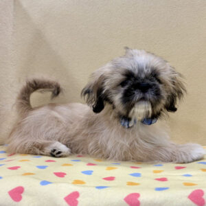 Alternative view of ミックス犬