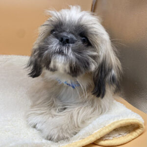 Alternative view of ミックス犬