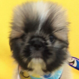 ミックス犬