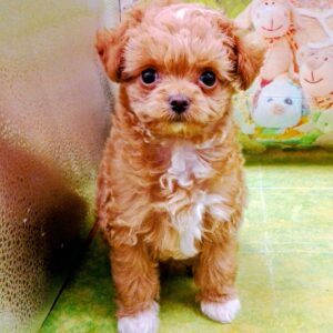Alternative view of ミックス犬