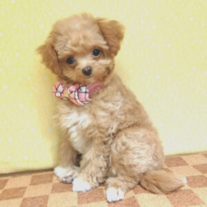 Alternative view of ミックス犬