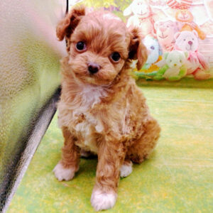 Alternative view of ミックス犬