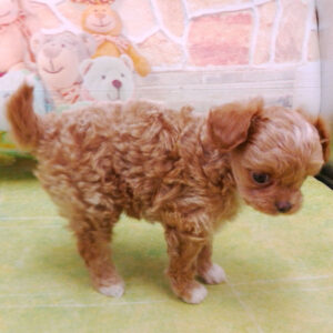 ミックス犬 - 画像 (4)