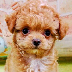 ミックス犬