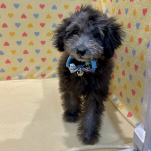 Alternative view of トイ・プードル