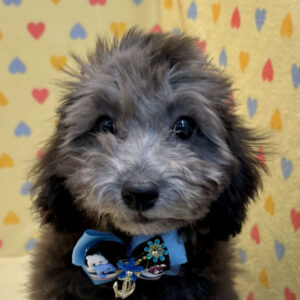 トイ・プードル