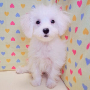 Alternative view of マルチーズ