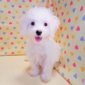 Alternative view of マルチーズ