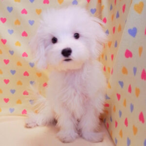 Alternative view of マルチーズ