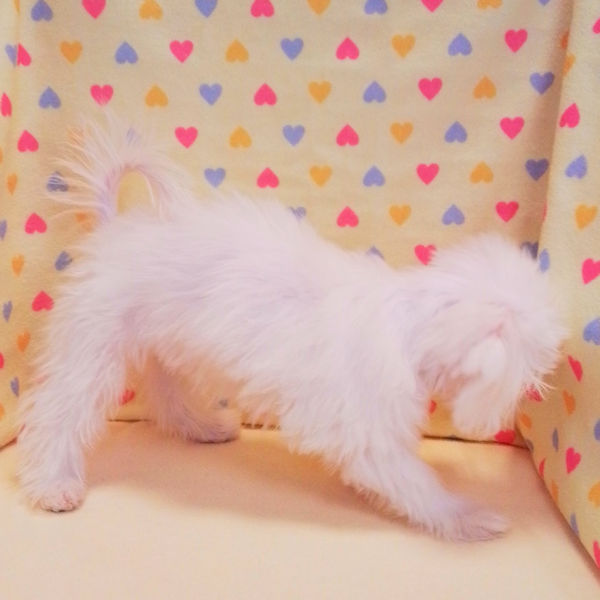 マルチーズ - 画像 (3)