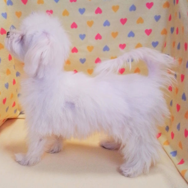 マルチーズ - 画像 (4)