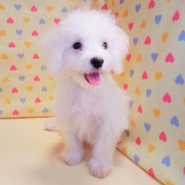 マルチーズ - 画像 (5)