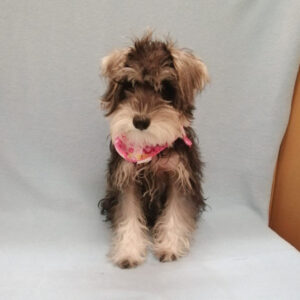 Alternative view of ミニチュア・シュナウザー