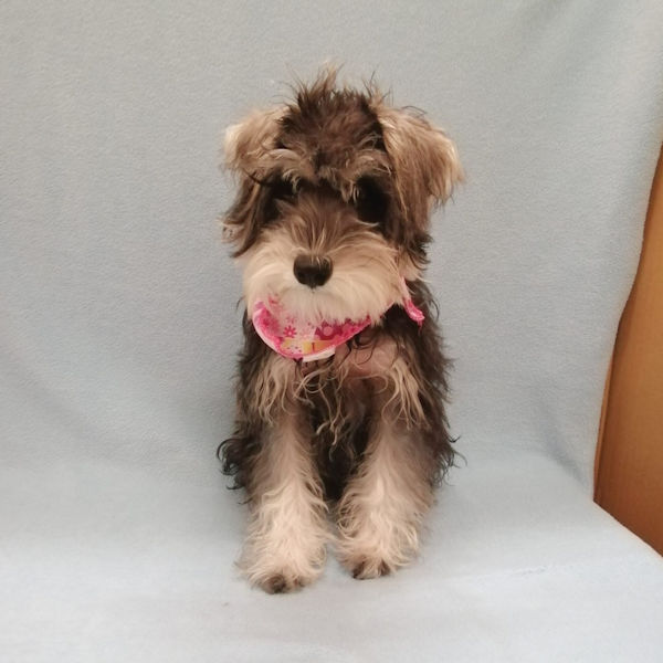 ミニチュア・シュナウザー - 画像 (2)