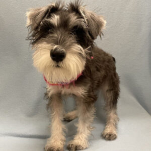 Alternative view of ミニチュア・シュナウザー