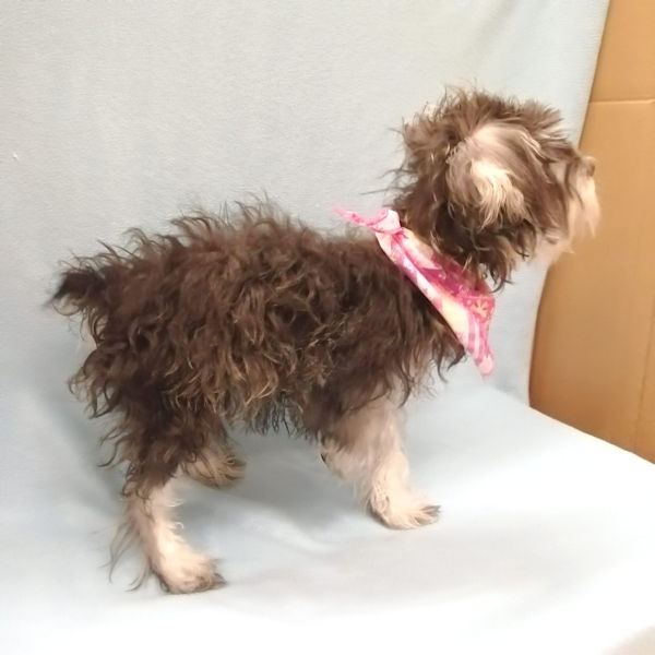 ミニチュア・シュナウザー - 画像 (3)