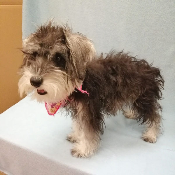 ミニチュア・シュナウザー - 画像 (4)