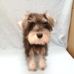 Alternative view of ミニチュア・シュナウザー