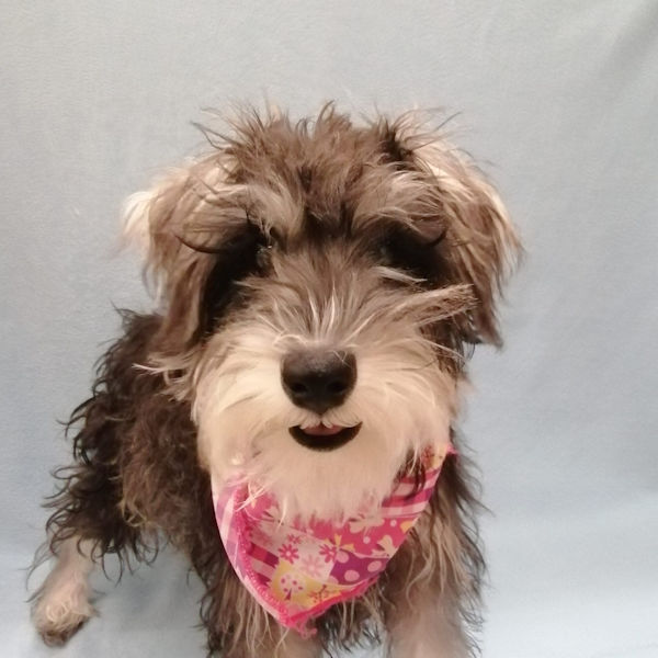 ミニチュア・シュナウザー - 画像 (5)