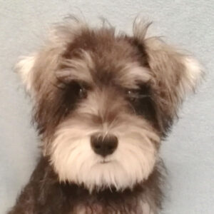 ミニチュア・シュナウザー