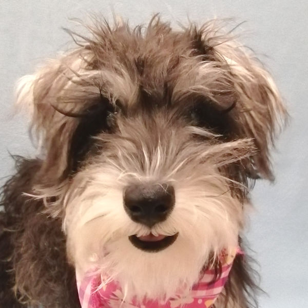 ミニチュア・シュナウザー