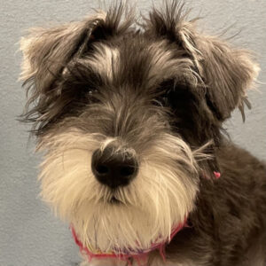 ミニチュア・シュナウザー