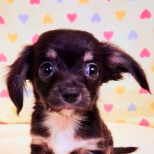 ミックス犬